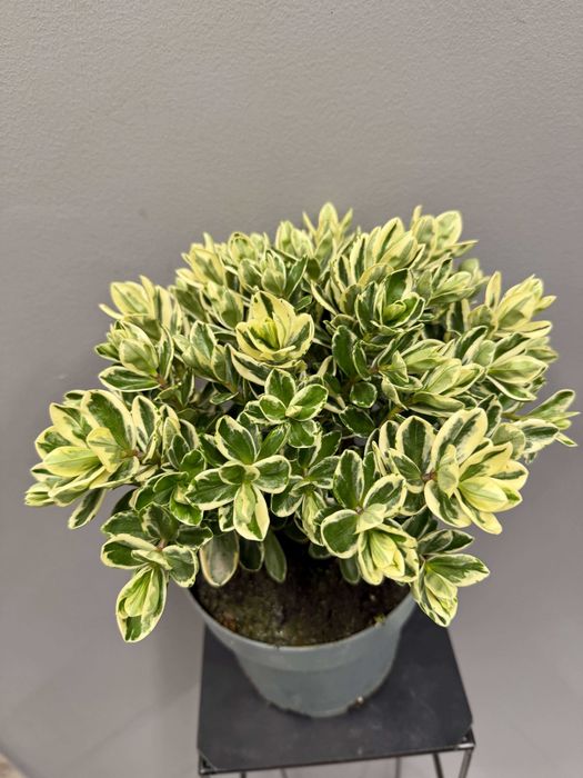Hebe Addenda® Classica® Variegata
