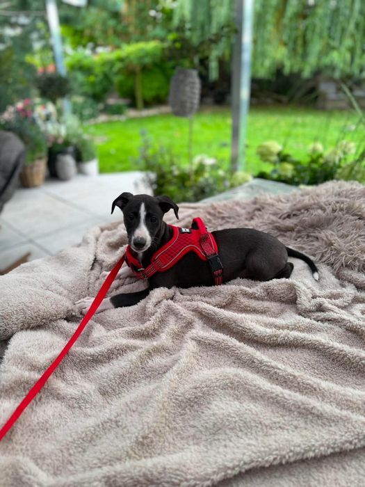 Whippet chart angielski