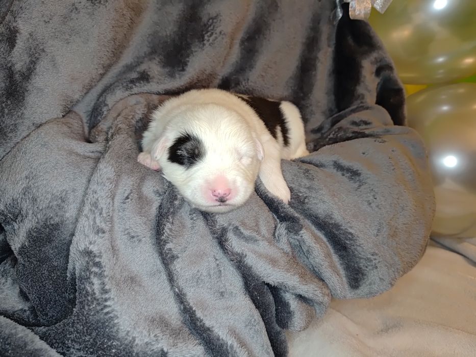 Border collie || szczeniaki — pies || Kryptic Soul