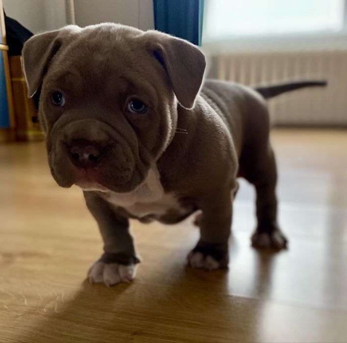 American Bully Pocket