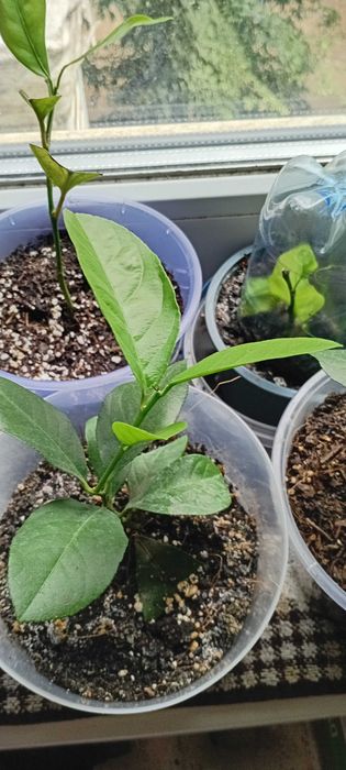 Лимон Загара, Карубару