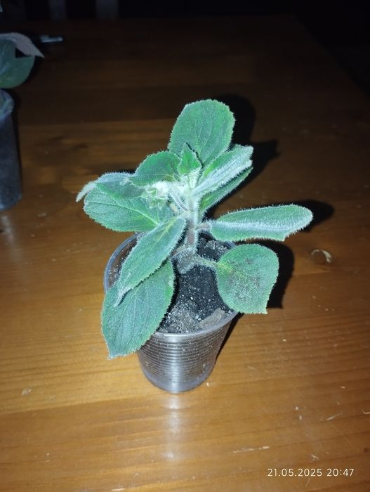 Колерія Cecille молоді рослини