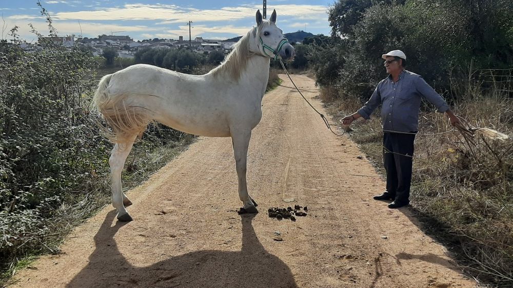 Vendo ou troco égua muito mansa