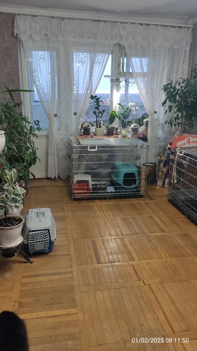 Отель Готель для котів (домашняя котогостиница) передержка