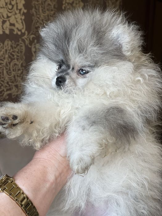 Цуценята померанського шпица