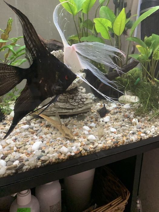 Акваріумістика Хмельницикий