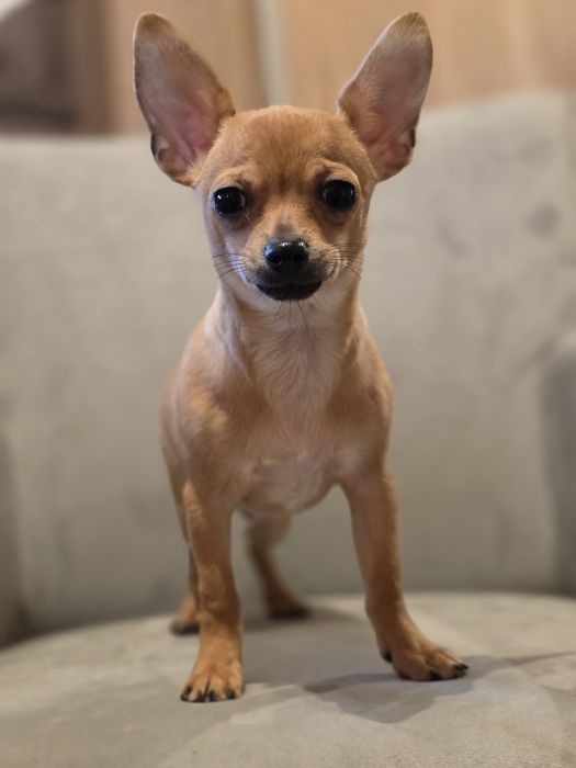 CHIHUAHUA piesek szczenięta z metryką chip do odbioru