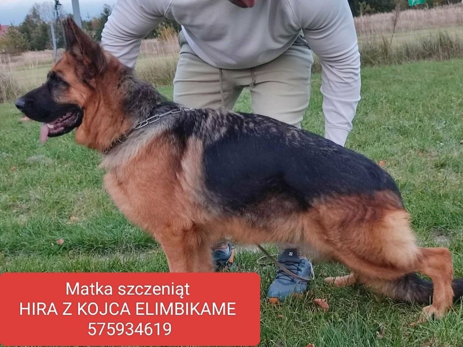 Owczarek niemiecki krótkowłosy