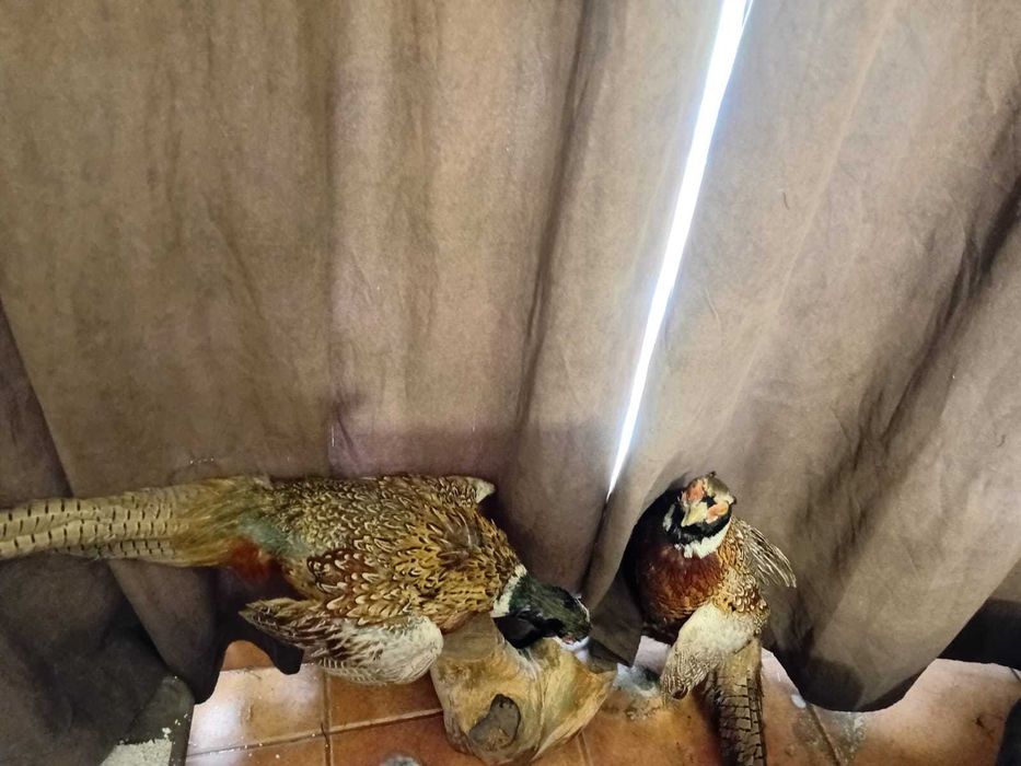 antic 2 faisões reais pagos