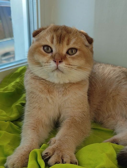 Породисті кошенята золота шиншила прямовухі висловухі хлопчик дівчинка