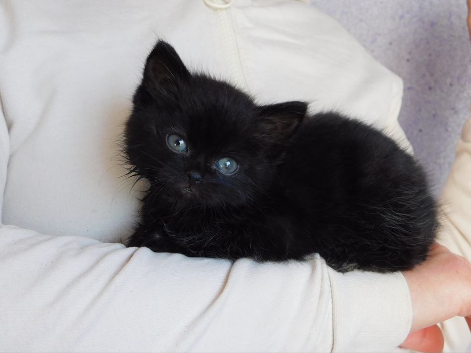 Кошеня шукає дім