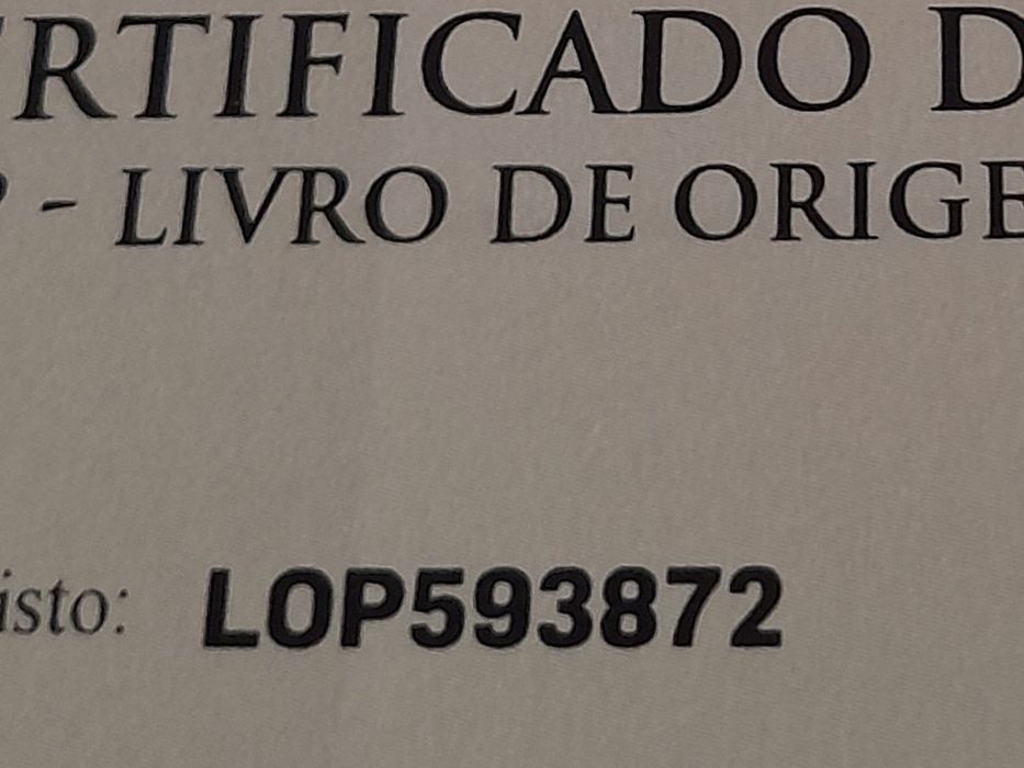 Yorkshire SUPERMINI de bolso