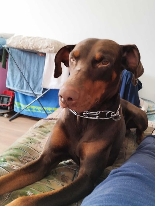 Доберман СУПЕР МЕН шукає собі нєвєху