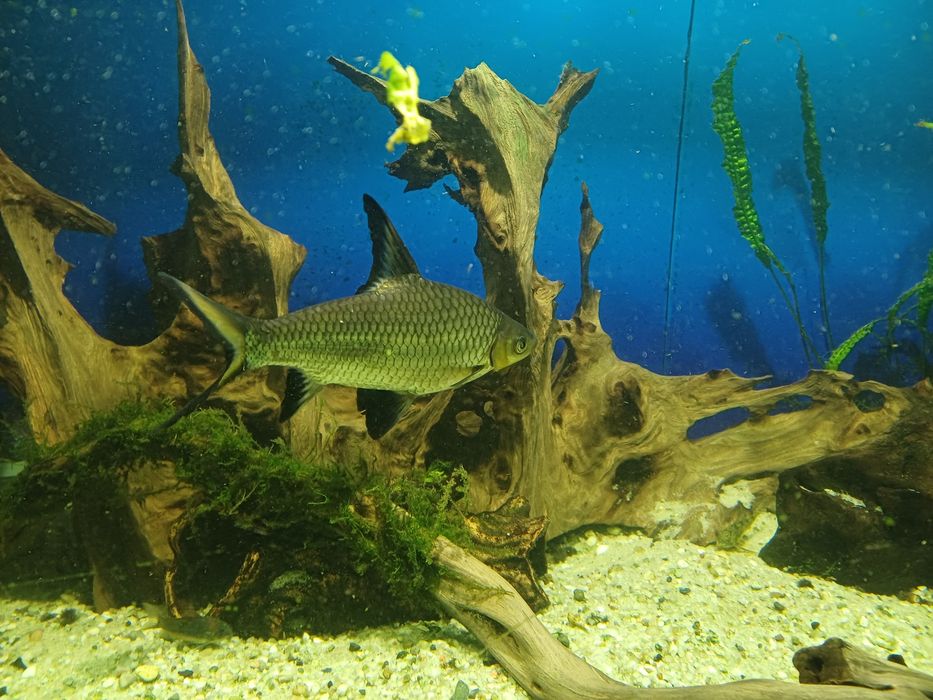 Brzanka rekinia xxl 24 cm