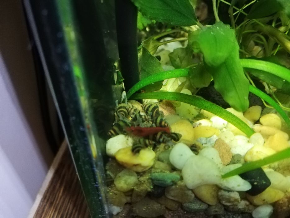 Ślimaki Helenki Helenka do akwarium
