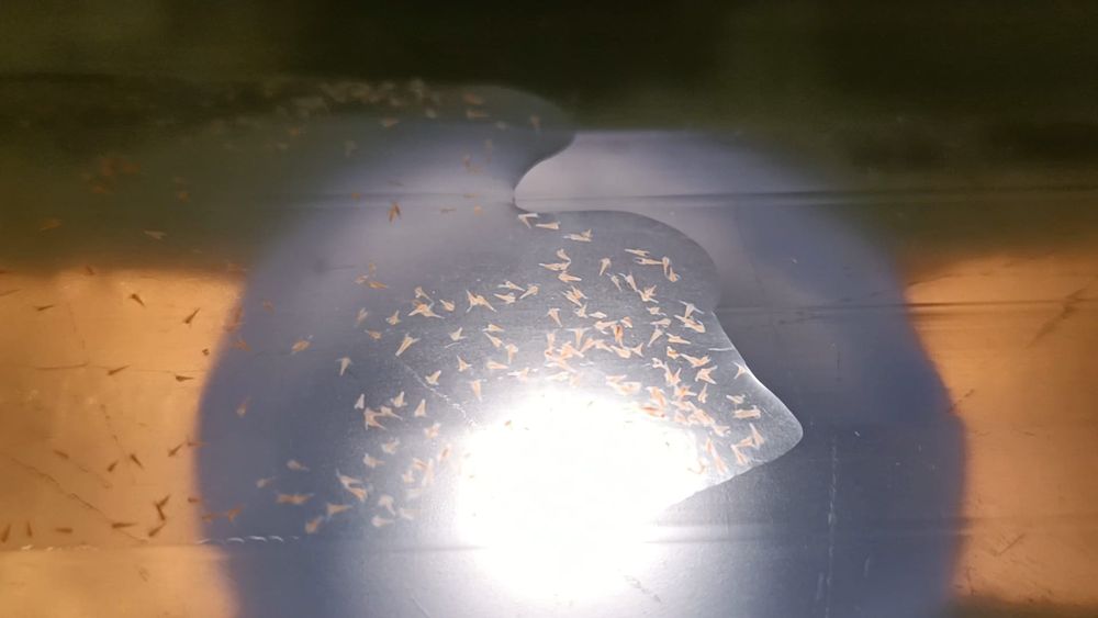 Artémia salina viva congelada ou cistus. ovos, náuplios recém eclodido