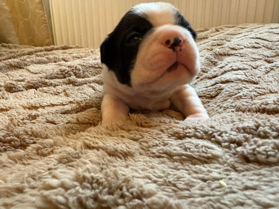 Boston Terrier ZkwP