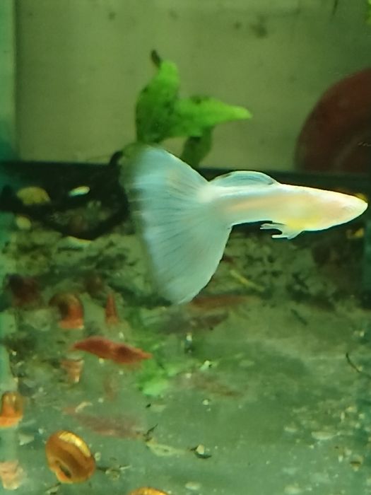 Gupik Topaz Blue