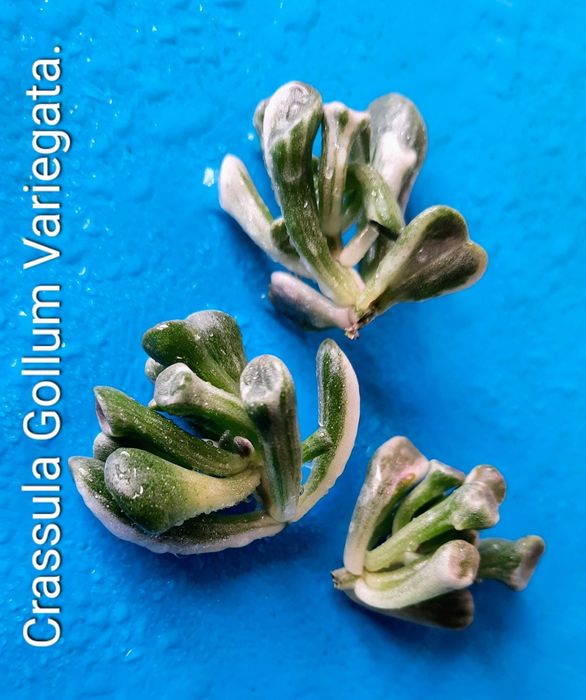 Вариегатные крассулы толстянки денежные деревья суккуленты.