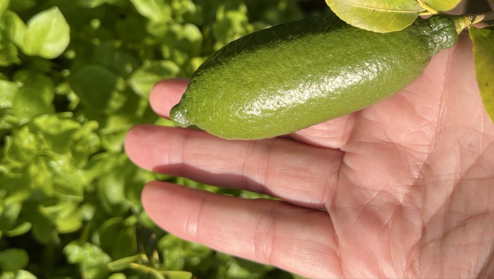 Vendo fruto Limão Caviar Verde | ao Kg ou unidade