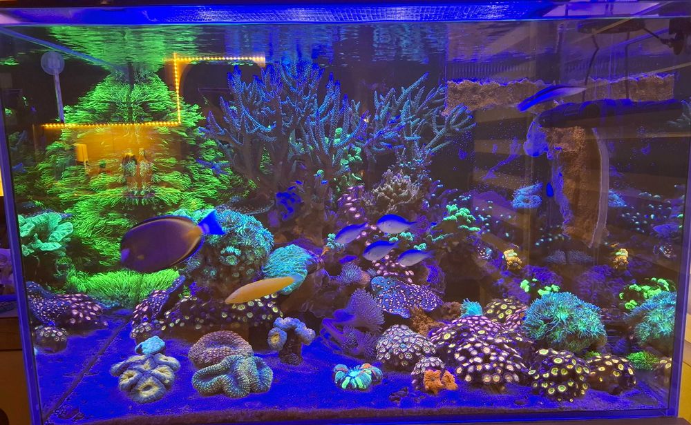 Akwarystyka morska - koralowiec Briareum sp