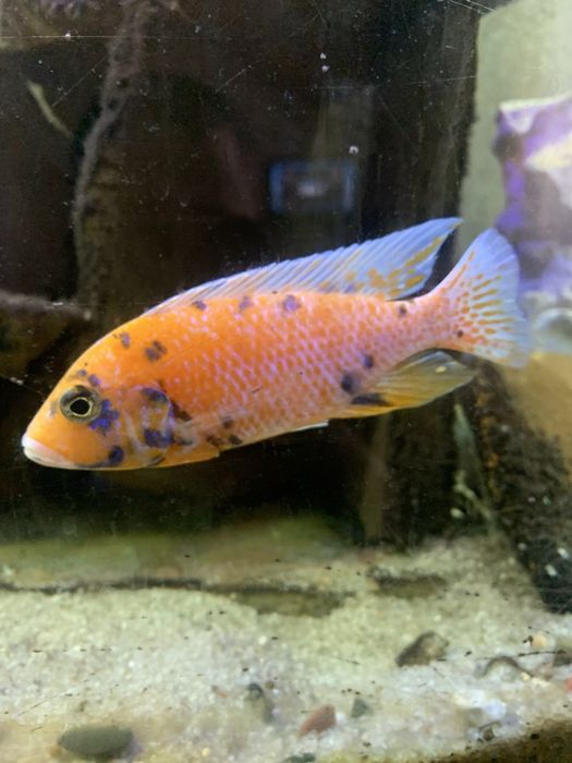 Малавійські цихліди