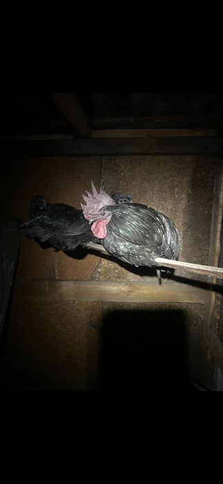 Инкубационное яйцо аям-цемани