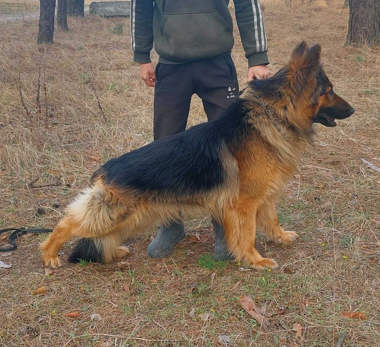 Кабель немецкая овчарка, вязка