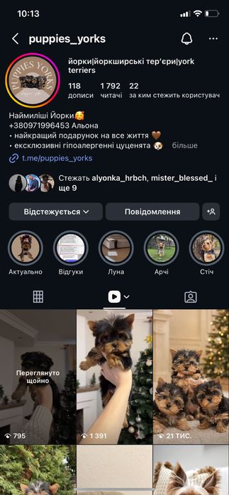 Маленький хлопчик йорк шукає свою родину