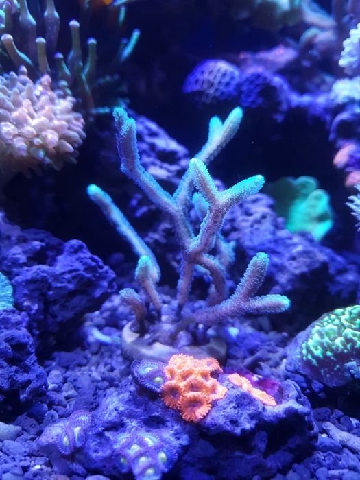 Seriatopora szczepka