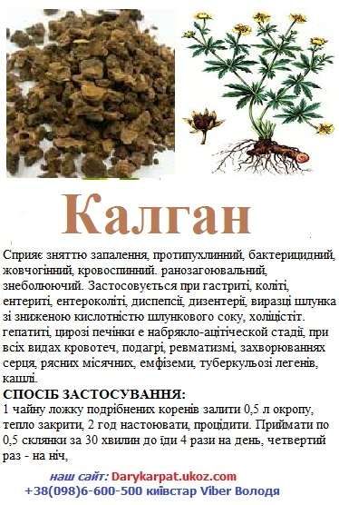 500г. Калган ЯКІСНИЙ Лапчатка прямостояча з Карпат