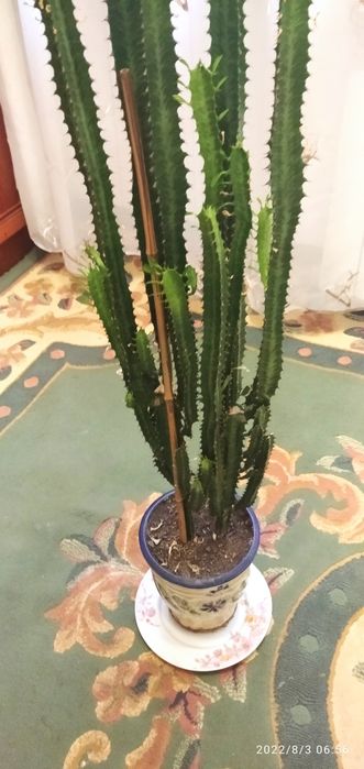 Молочай трехганный