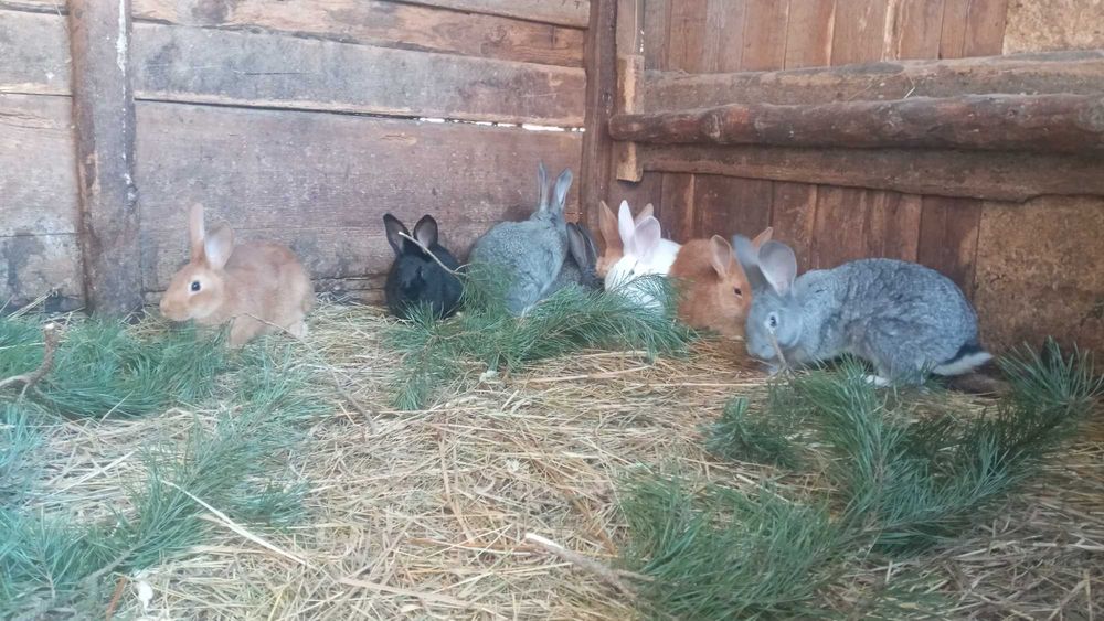 Кролі породи Радянська шиншила та Бургундія