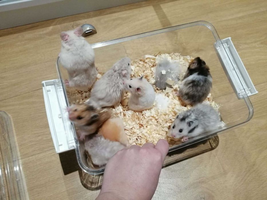 Chomik syryjski długowłosy oraz krotkowlosy