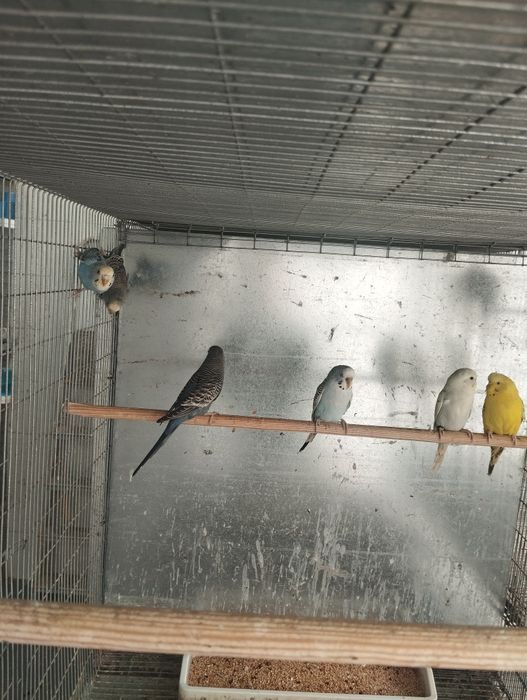 Piriquitos machos e fêmeas.