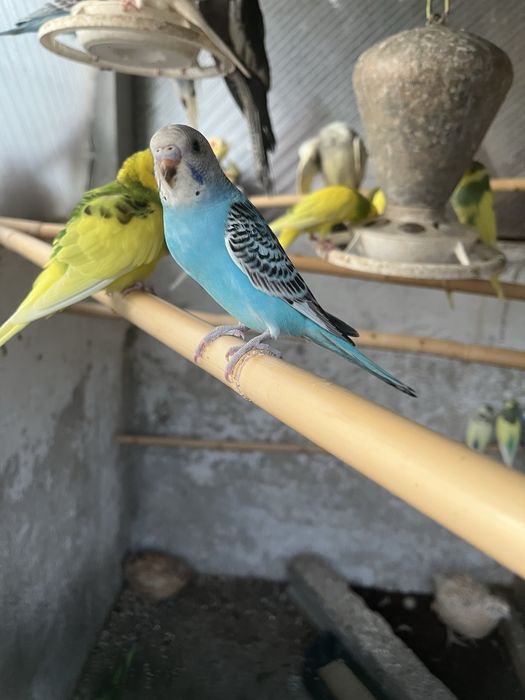 Varios piriquitos para venda