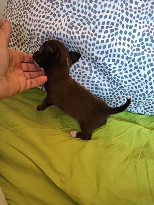 Chihuahua  macho chocolate