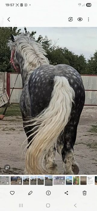 Stanówka ogierem perszeron