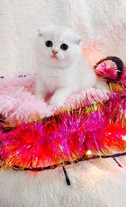 Мальчик милашка вислоушка серебристая шиншилла