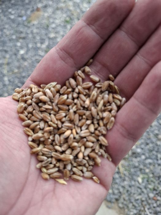 Pszenica 2025 sprzedam