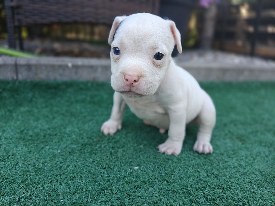 American bully standard z metryką