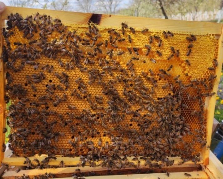 Продам бджолопакети бакфаст 2000грн.Українська степова 1500грн.