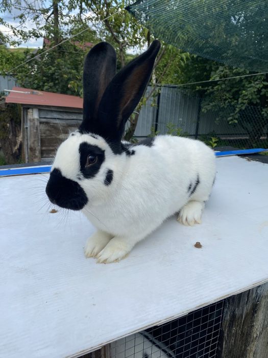 Кролики, відгодівля зерном 180грн