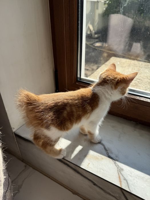 Котята Курильського Бобтейла