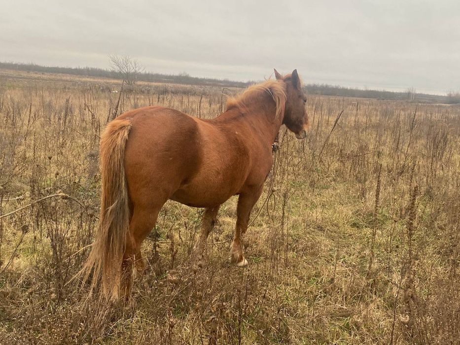 Продається робоча кобила