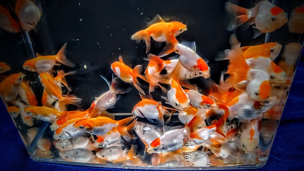 Oranda ,,Red white,, welon welonka welonek goldfish złota rybka welony