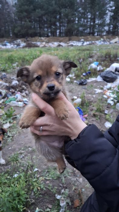 Цуценята шукають господарів