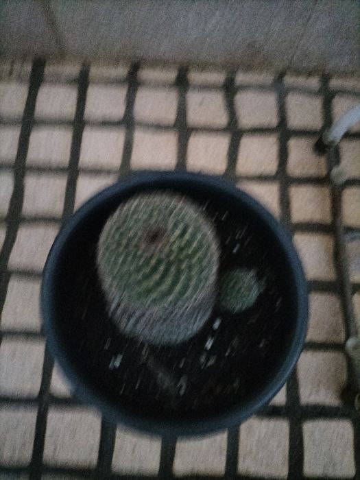 O cato criado no meu jardim.