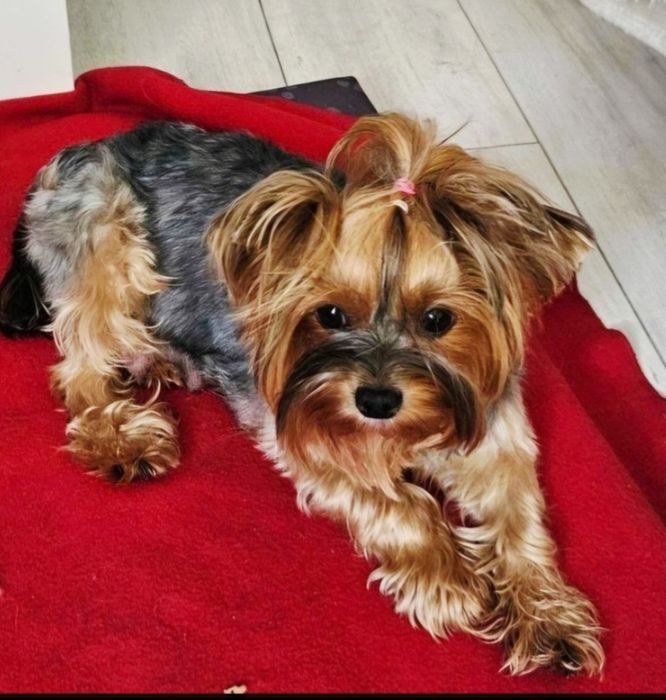 Śliczny piesek  rodzice badania DNA