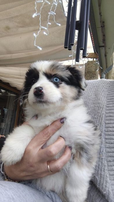 Fantástico pastor australiano cor Merle